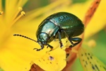 Johanniskraut-Blattk&auml;fer (Chrysolina hyperici)