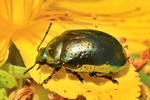 Johanniskraut-Blattk&auml;fer (Chrysolina hyperici)