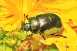 Johanniskraut-Blattk&auml;fer (Chrysolina hyperici)