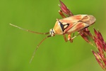 Ohne deutschen Namen (Calocoris roseomaculatus)