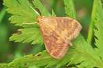 Maisz&uuml;nsler (Ostrinia nubilalis)