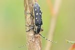 Kleiner Pappelbock (Saperda populnea)