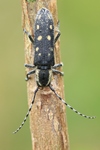Kleiner Pappelbock (Saperda populnea)
