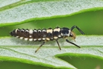 Vierzehnpunkt-Marienk&auml;fer (Propylea quatuordecimpunctata) - Larve