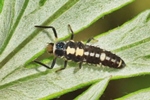Vierzehnpunkt-Marienk&auml;fer (Propylea quatuordecimpunctata) - Larve