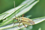 Ohne deutschen Namen (Stenotus binotatus) - Weibchen