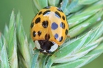 Asiatischer Marienk&auml;fer (Harmonia axyridis)