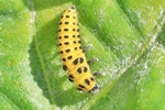 Zweiundzwanzigpunkt-Marienk&auml;fer (Psyllobora vigintiduopunctata) - Larve