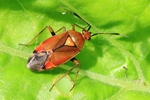 Ohne deutschen Namen (Deraeocoris ruber)