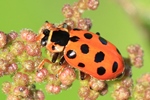 Dreizehnpunkt-Marienk&auml;fer (Hippodamia tredecimpunctata)