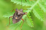 Rotbeinige Baumwanze (Pentatoma rufipes)
