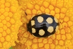 Trockenrasen-Marienk&auml;fer (Coccinula quatuordecimpustulata)