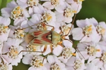 Ohne deutschen Namen (Calocoris roseomaculatus)