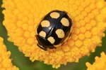 Trockenrasen-Marienk&auml;fer (Coccinula quatuordecimpustulata)