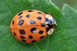 Asiatischer Marienk&auml;fer (Harmonia axyridis)