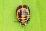 Asiatischer Marienk&auml;fer (Harmonia axyridis) - Puppe