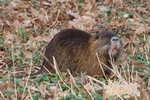 Nutria (Myocastor coypus)