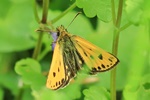 Gold-Dickkopffalter (Carterocephalus silvicola) - M&auml;nnchen