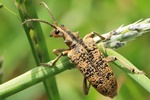 Eichen-Zangenbock (Rhagium sycophanta)