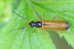Bleicher Fliegenk&auml;fer (Rhagonycha lignosa)