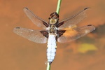 Plattbauch (Libellula depressa) - M&auml;nnchen