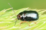Schwarzer Birken-Fallk&auml;fer (Cryptocephalus nitidus)