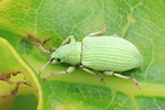 Ohne deutschen Namen (Phyllobius virideaeris)