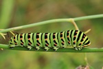 Schwalbenschwanz (Papilio machaon)