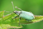 Nessel-Gr&uuml;nr&uuml;ssler (Phyllobius pomaceus)