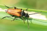 Kleiner Halsbock (Pseudovadonia livida)