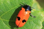Ameisen-Blattk&auml;fer (Clytra quadripunctata)
