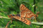 Goldener Scheckenfalter (Euphydryas aurinia)