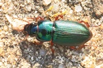 Metallischer Schnelll&auml;ufer (Harpalus affinis)