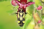 Ohne deutschen Namen (Grypocoris sexguttatus)