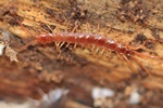 Steinl&auml;ufer (Lithobius forficatus)