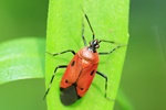 Dreigestreifte Weichwanze (Deraeocoris trifasciatus) - Orange Farbform