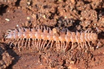 Ohne deutschen Namen (Polydesmus spec.)