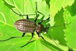 Gek&ouml;rnter Laufk&auml;fer (Carabus granulatus)