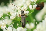 Mattschwarzer Bl&uuml;tenbock (Grammoptera ruficornis)