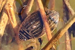 Gemeiner Furchenschwimmer (Acilius sulcatus) - Weibchen