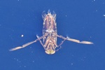   R&uuml;ckenschwimmer (Notonecta spec.)