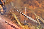 Gemeiner Teichl&auml;ufer (Hydrometra stagnorum)