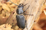 Waldbock (Spondylis buprestoides)