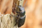 Waldbock (Spondylis buprestoides)