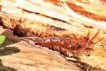 Steinl&auml;ufer (Lithobius forficatus)