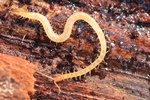 Erdl&auml;ufer (Geophilus spec.)