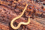 Erdl&auml;ufer (Geophilus spec.)
