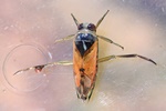 Gemeiner R&uuml;ckenschwimmer (Notonecta glauca)