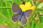 Hochmoor-Bl&auml;uling (Agriades optilete) - Weibchen