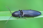 Wald-Humusschnellk&auml;fer (Ectinus aterrimus)